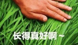 电商割韭菜爆料视频大全,视频大全深度剖析